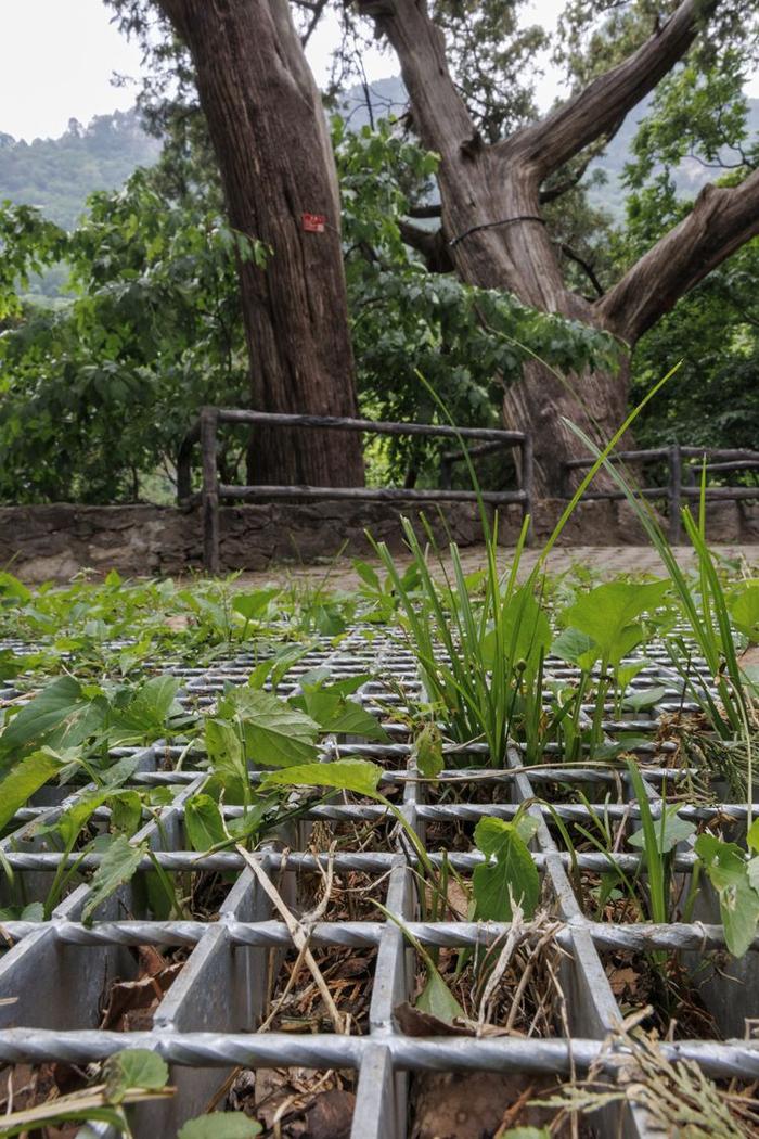 珍稀植物频现，北京房山上方山静候更多“新成员”