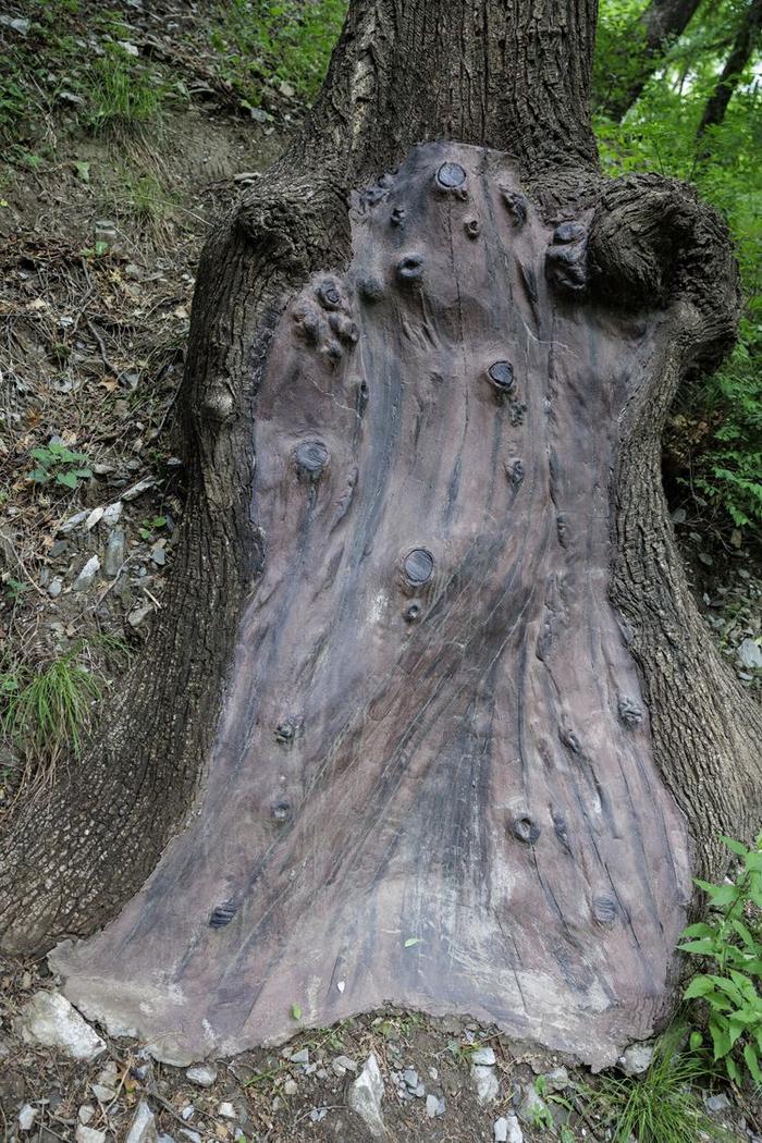 珍稀植物频现，北京房山上方山静候更多“新成员”