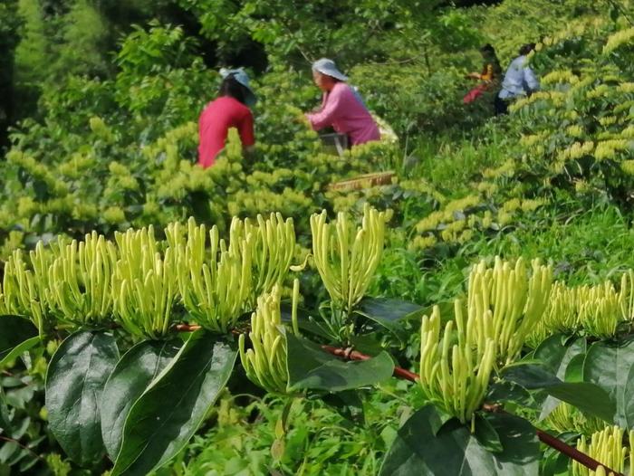 乡村振兴看茅台④ | 池村村：金银花里摘“金银”