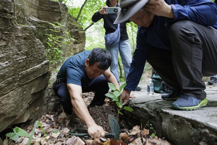 珍稀植物频现，北京房山上方山静候更多“新成员”