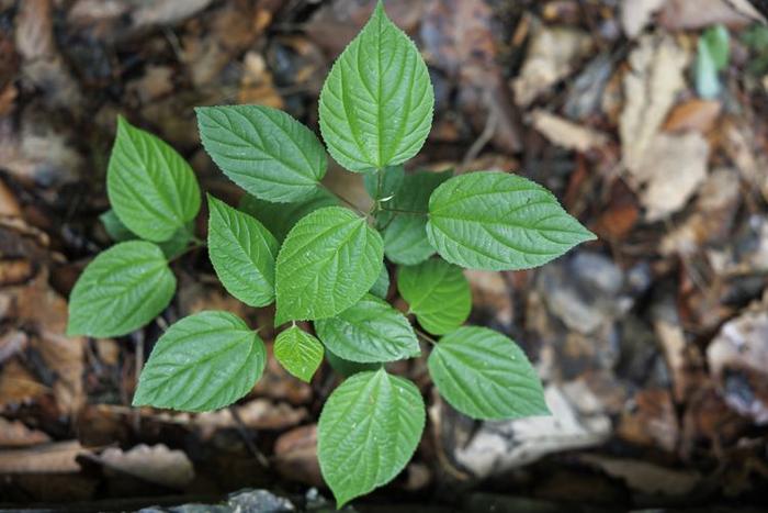 珍稀植物频现，北京房山上方山静候更多“新成员”