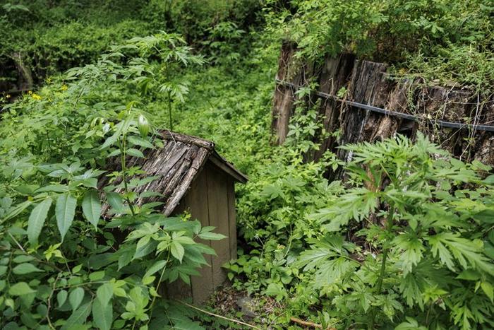 珍稀植物频现，北京房山上方山静候更多“新成员”