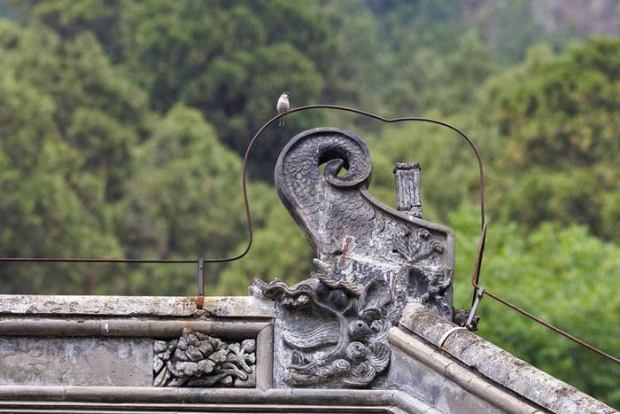 珍稀植物频现，北京房山上方山静候更多“新成员”