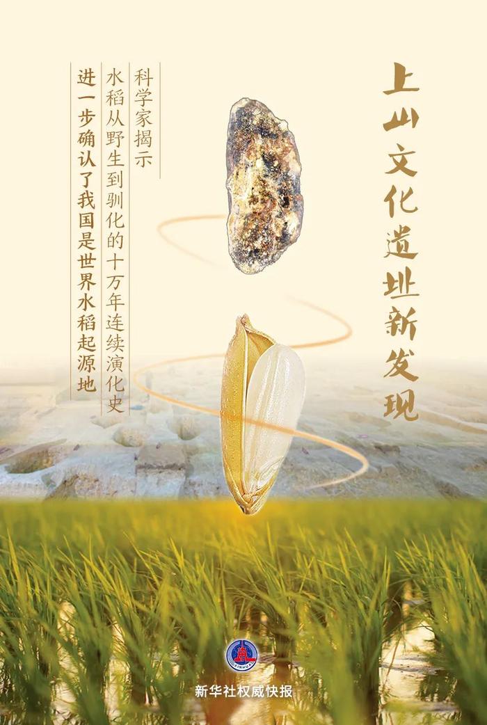 重大突破！中国科学家揭秘“10万年水稻演化史”