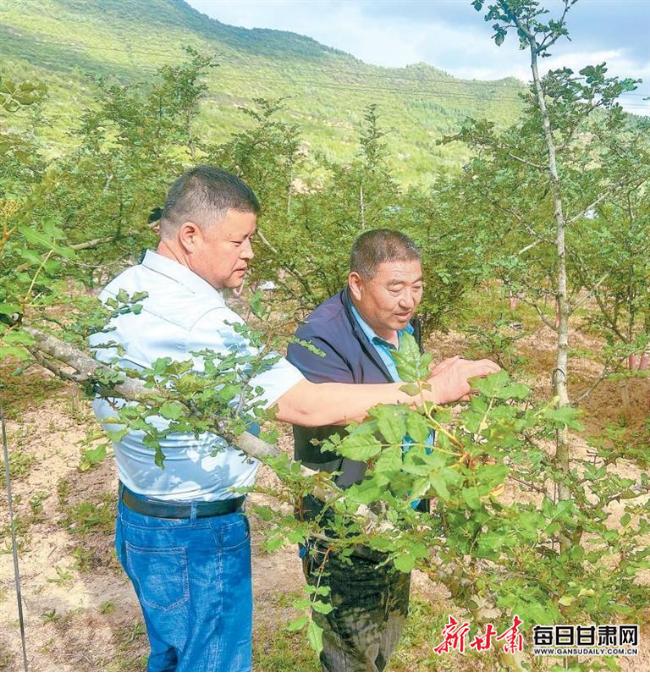 【乡村·新聚焦】破解山地产业瓶颈 擘画乡村发展蓝图——两当县打造“八有”山地立体农业新模式