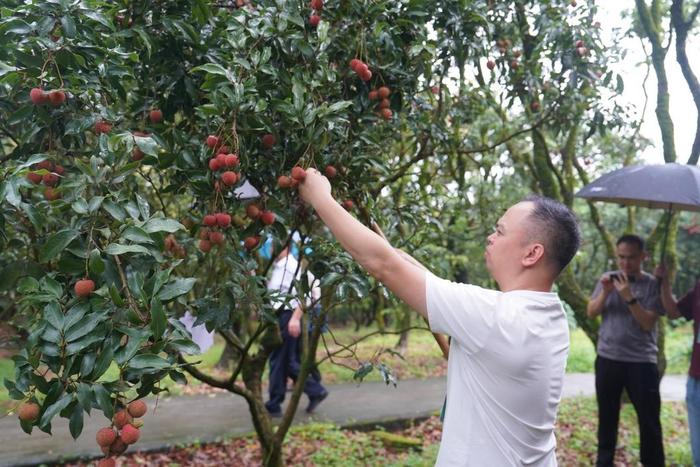 贡园荔枝在加油站开卖