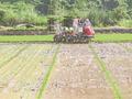 农技人员在岑巩县注溪镇周坪村水稻种植基地驾驶插秧机在水田里插秧