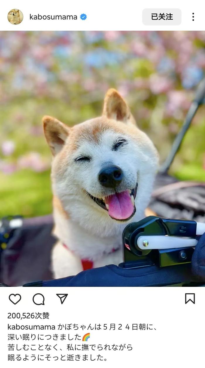 谢谢它给世界带来过快乐！“神烦狗”表情包原型柴犬去世