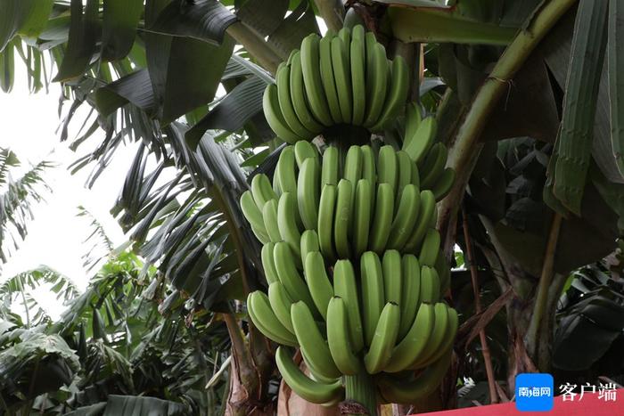 良种良法让海南香蕉种植面积翻番增长