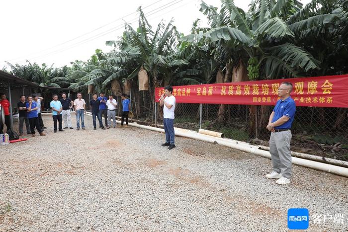 良种良法让海南香蕉种植面积翻番增长