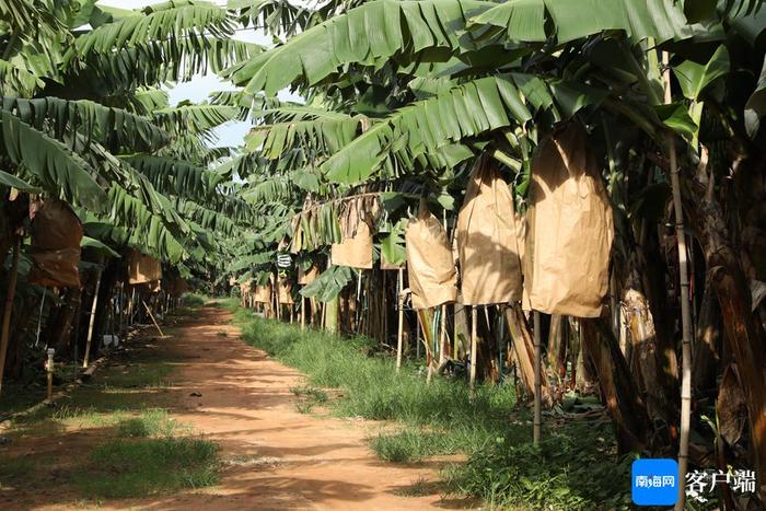 良种良法让海南香蕉种植面积翻番增长