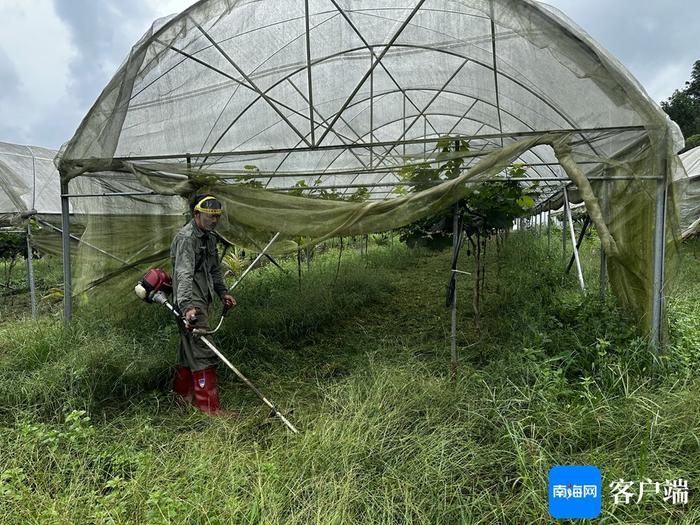 闯出精彩丨临高村民王勤回家创建百亩葡萄种植基地 带动当地群众一同致富