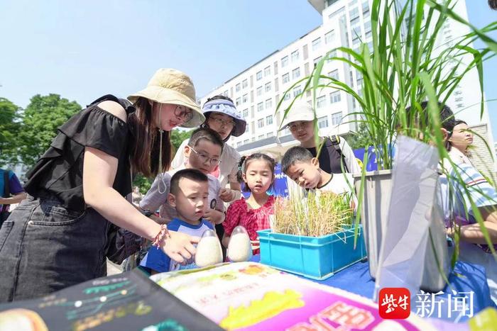 闻着就想吃的新大米有望明年上市，南农大的“科普大餐”真香！