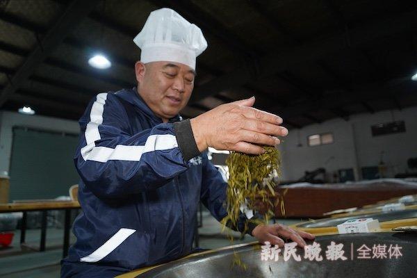 我与松阳的故事｜“风云茶商”孟文化生态种养“金叶子”，见证松阳香茶高质量发展