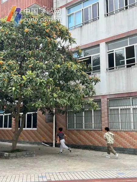 宁波老城区这所学校即将拆迁，多少人还记得这棵枇杷树？
