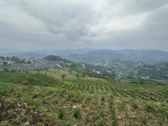 乡村振兴看茅台⑤ | 平模社区：“花”“菇”“粮”俏市农民富