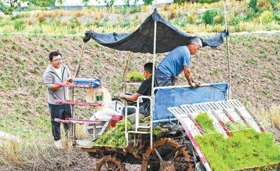 央媒看四川丨新农人的农忙时分