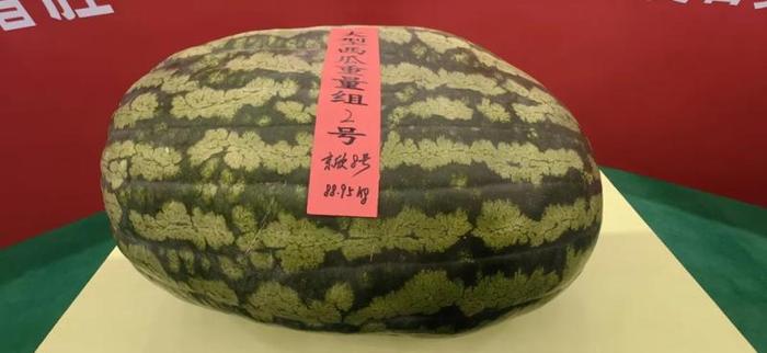 大兴西瓜节“瓜王”诞生 重达177.9斤