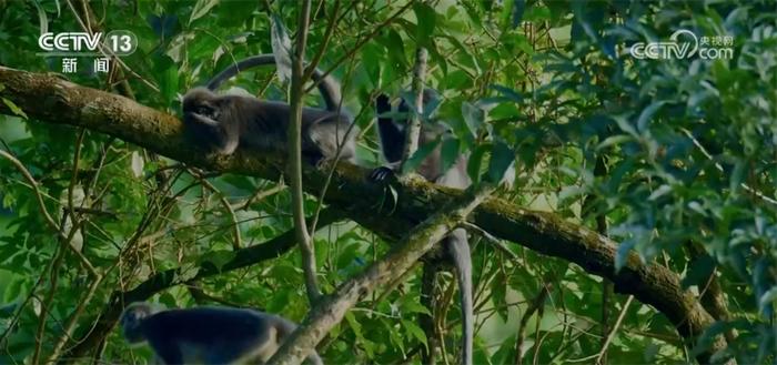 菲氏叶猴“举家出游” 多组镜头见证中国生物多样性保护“硕果累累”