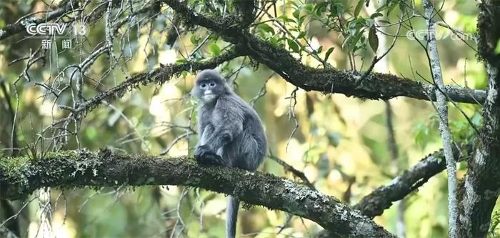 菲氏叶猴“举家出游” 多组镜头见证中国生物多样性保护“硕果累累”