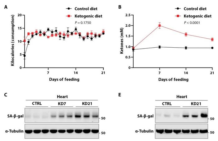 给你个不坚持的理由！Science Advances最新研究: 长期生酮饮食会诱导细胞衰老，而间歇性生酮饮食能阻止细胞老化积累