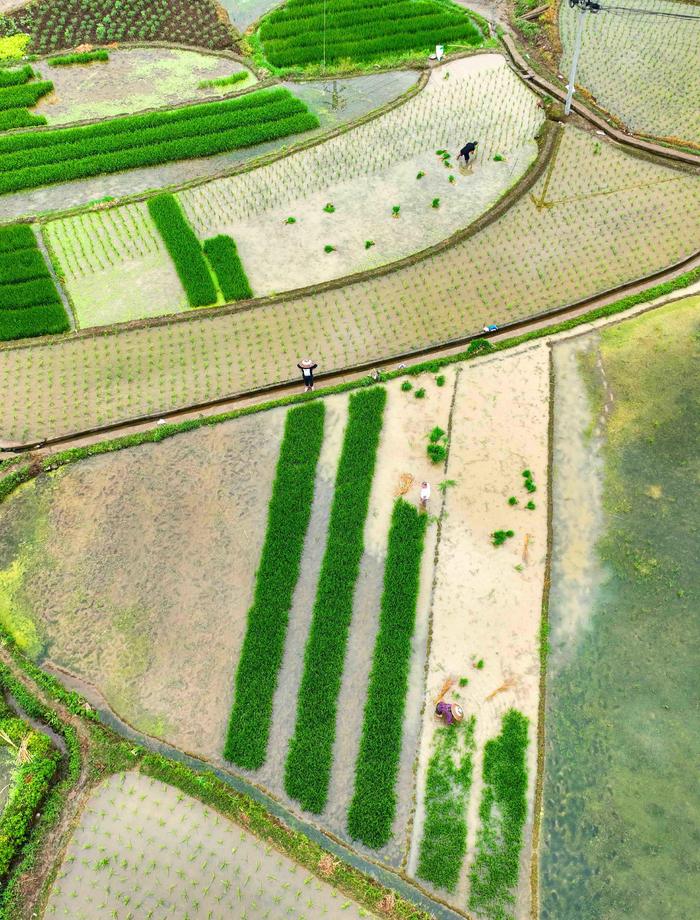 贵州：水稻种植忙