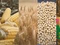 芝加哥期货市场：小麦、大豆、玉米价格齐飞，投资者注意！