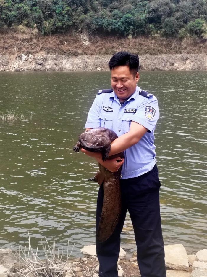 28.6斤！村民在田里发现“有手有脚的怪鱼”，竟是国家二级保护动物大鲵