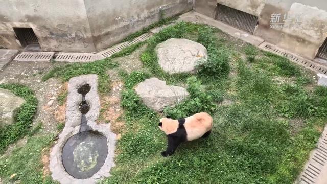 新华全媒+丨探班神树坪基地 走进大熊猫“福宝”的居家日常