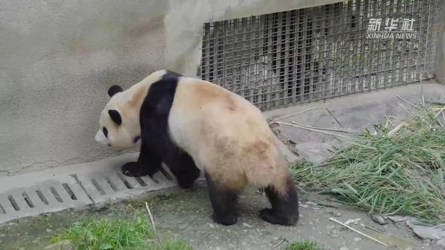 新华全媒+丨探班神树坪基地 走进大熊猫“福宝”的居家日常