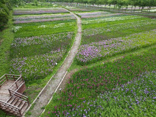 观赏鸢尾花海、开启工业生态旅游……长兴岛“两节”今开启，50多项活动接连登场