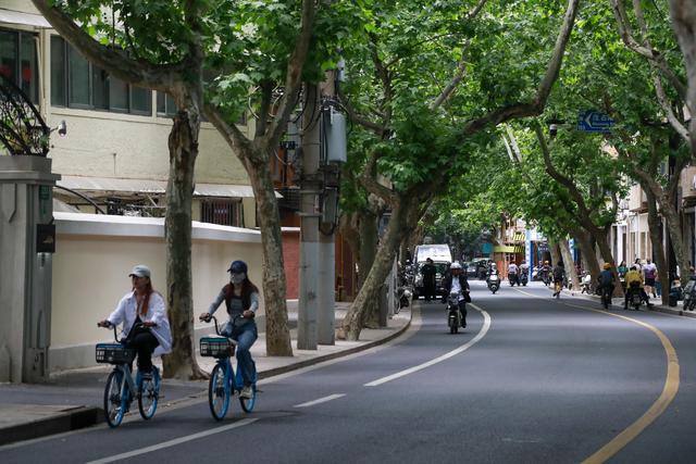 影像故事丨黄浦的“绿色遮阳伞”就在这些路上