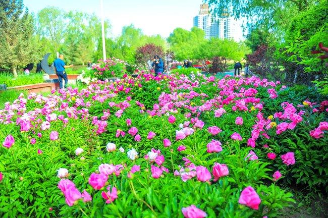 嘉峪关市雄关广场和东湖生态旅游景区芍药花开惹人醉