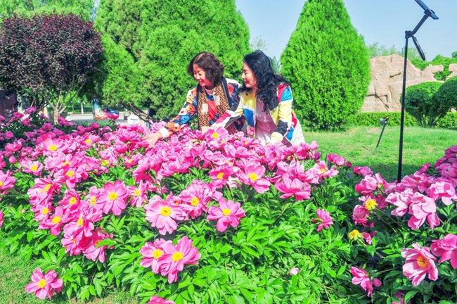 嘉峪关市雄关广场和东湖生态旅游景区芍药花开惹人醉