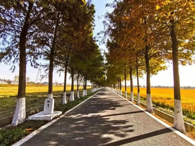 道路畅，产业兴，风景美！松江“四好农村路”铺就高质量发展快车道