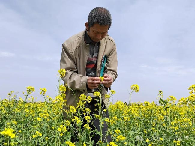 罗盘：培好育强“油菜芯” 打好种业“翻身仗”——23年培育出9个油菜新品种 累计推广种植超过500万亩