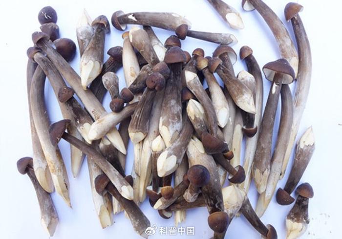 你听说过“生肖蘑菇”吗？点击了解食用菌的中国故事