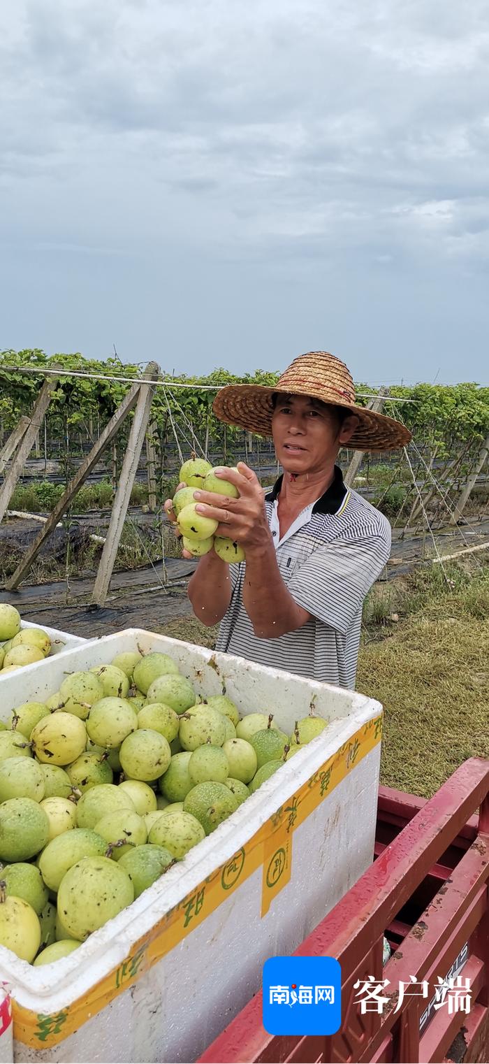 海口秀英区玉下村的“致富经”：种植百香果，村民家门口就业有工资，还有分红！