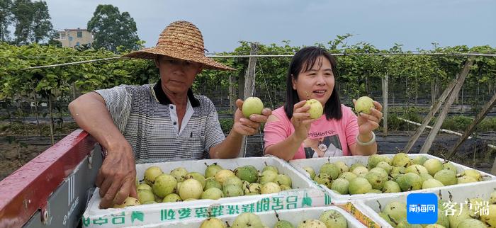 海口秀英区玉下村的“致富经”：种植百香果，村民家门口就业有工资，还有分红！