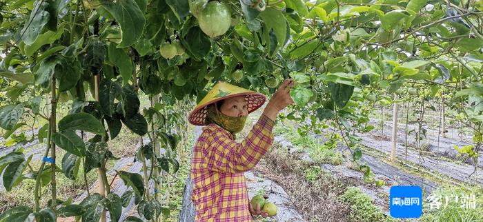 海口秀英区玉下村的“致富经”：种植百香果，村民家门口就业有工资，还有分红！