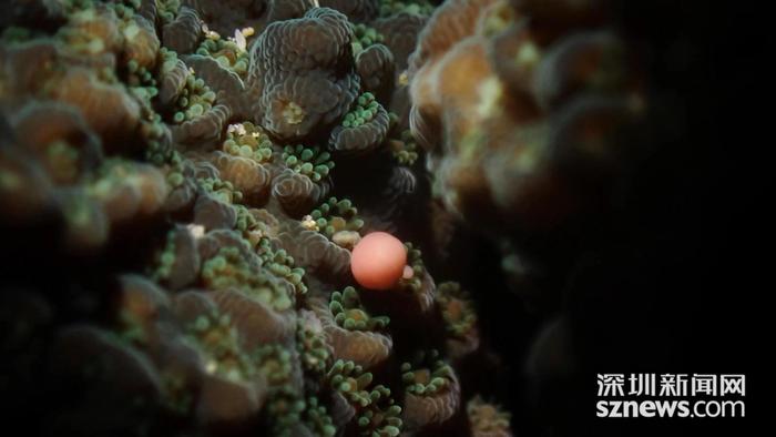 打卡海洋奇观——鹿角珊瑚产卵瞬间
