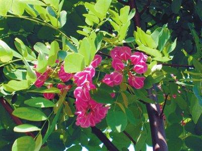 初夏时节芳菲始 沈城暗香清甜来 游目骋槐