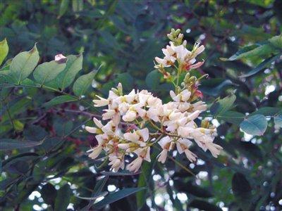 初夏时节芳菲始 沈城暗香清甜来 游目骋槐