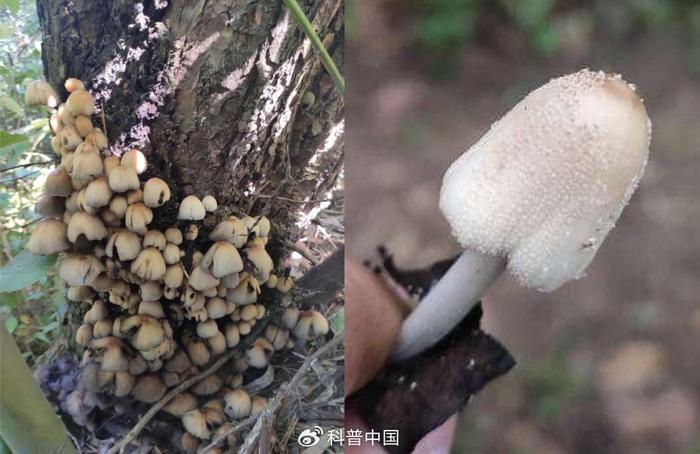 你听说过“生肖蘑菇”吗？点击了解食用菌的中国故事