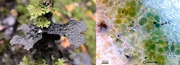 科学家对青藏高原地衣共生藻有了新发现