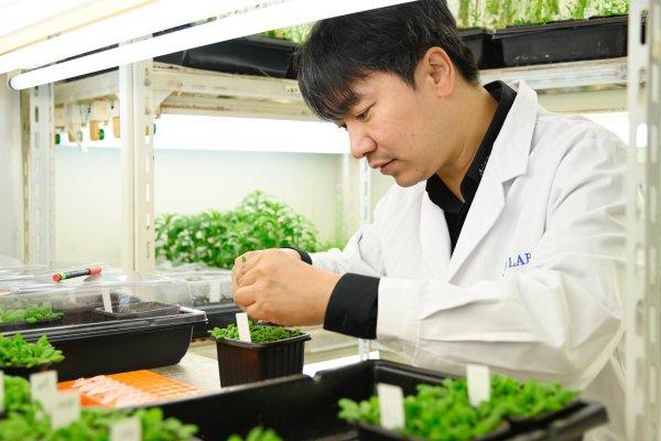 上海科学家团队首次实现十字花科植物多年生与一年生自由转换 为培育多年生油菜作物奠定基础