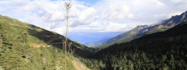 上海科学家团队首次实现十字花科植物多年生与一年生自由转换 为培育多年生油菜作物奠定基础