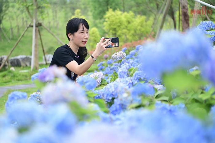 花期预计到7月！柳州绣球花开浪漫氛围拉满