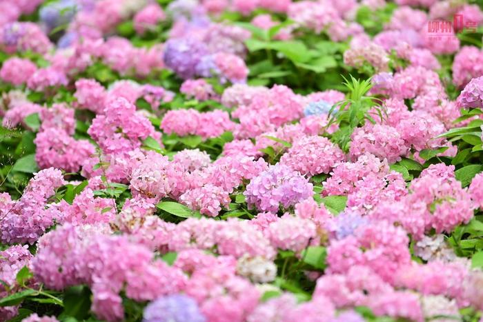 花期预计到7月！柳州绣球花开浪漫氛围拉满