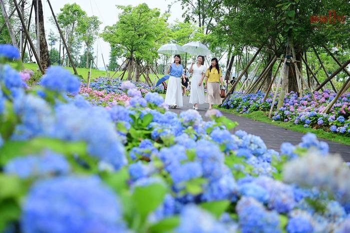 花期预计到7月！柳州绣球花开浪漫氛围拉满